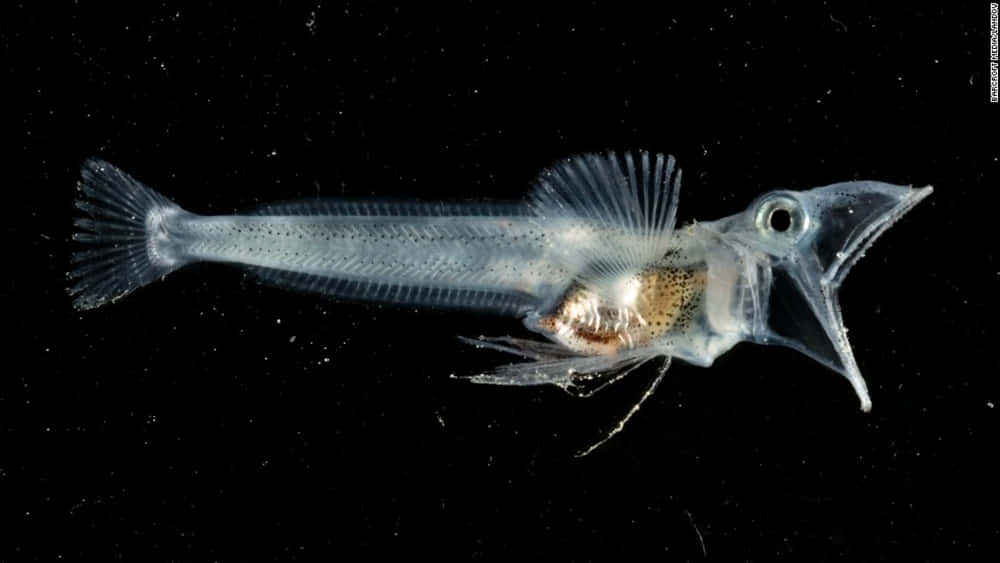 Transparent Icefish Swimming Wallpaper