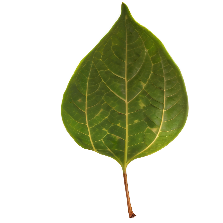 Transparent Leaf Png 90 PNG