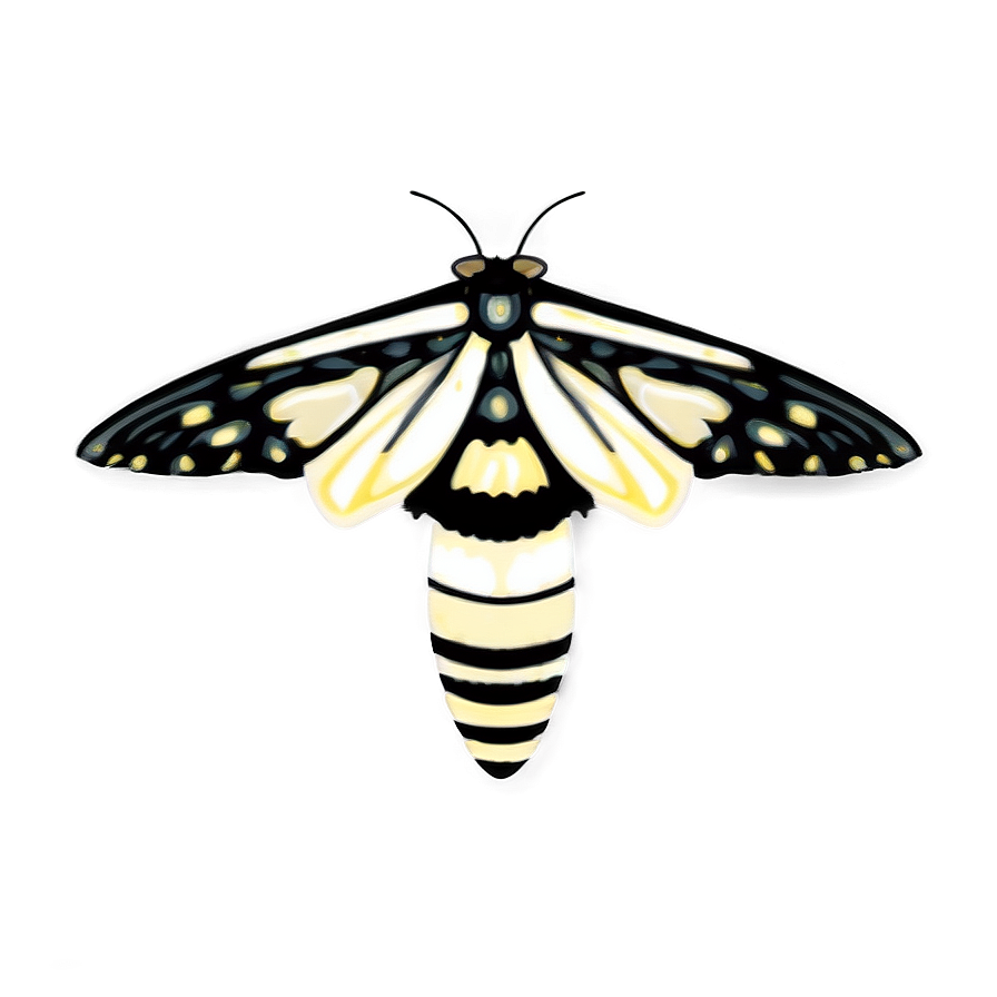 Transparent Moth Png 05242024 PNG