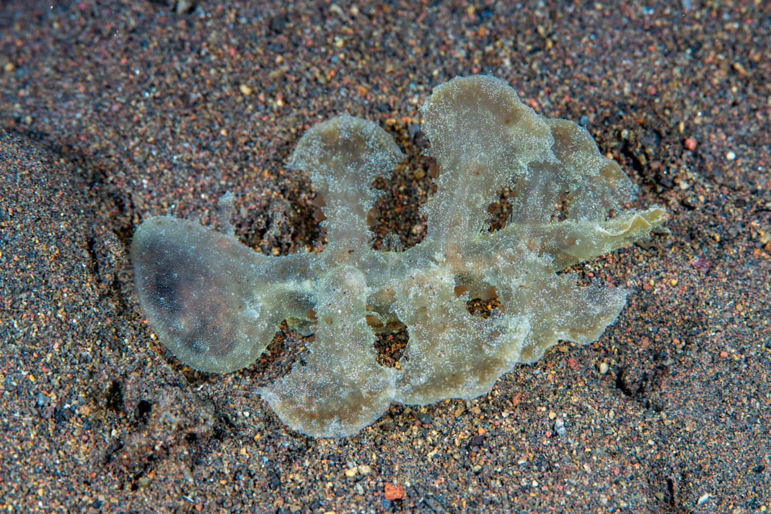 Transparent Sea Slug On Sandy Bottom Wallpaper