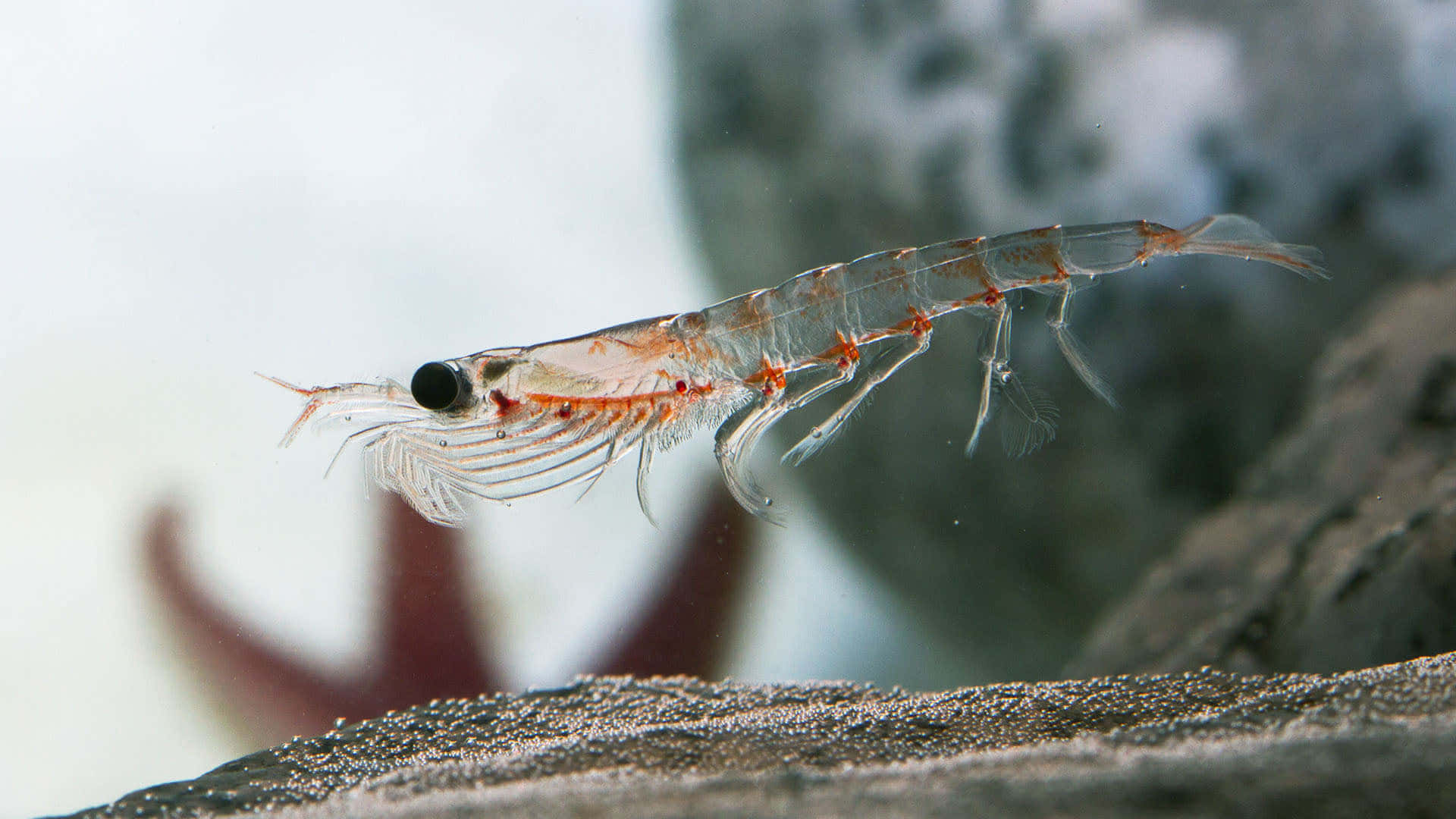 Transparent Shrimp On Rock Wallpaper