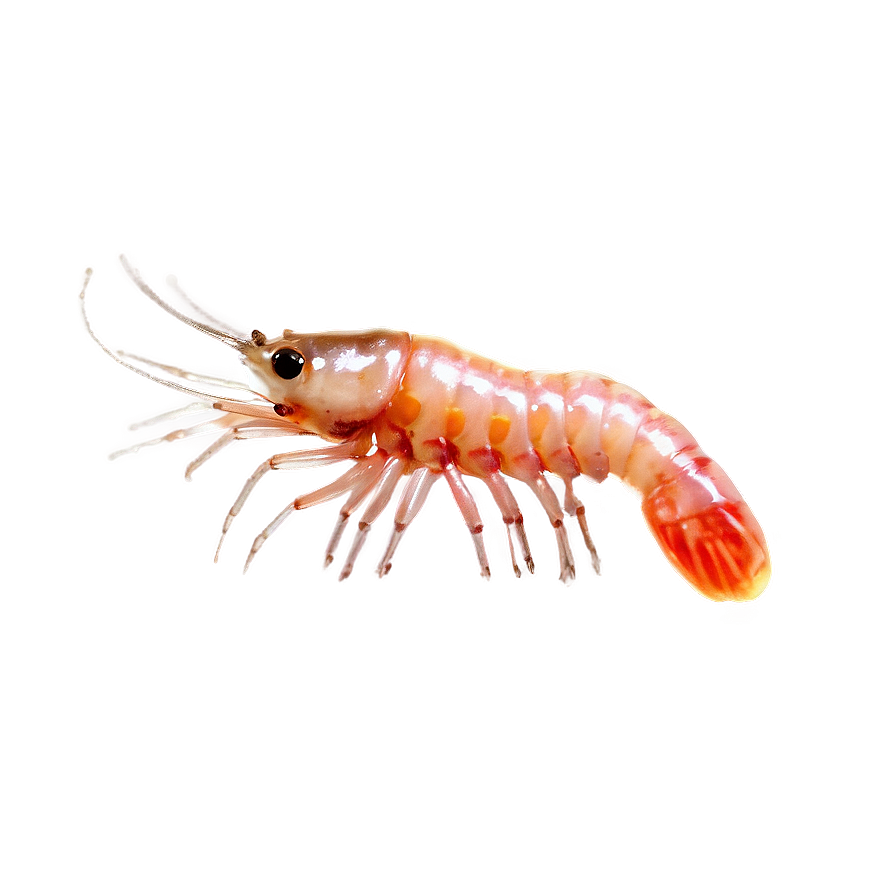 Transparent Shrimp Png Fuy84 PNG