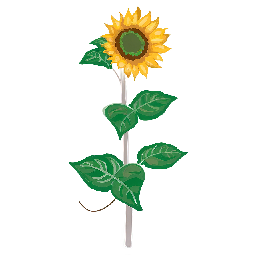 Transparent Sunflower Illustration Png 05262024 PNG