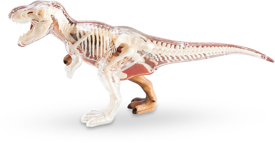 Transparent T Rex Skeleton Model PNG