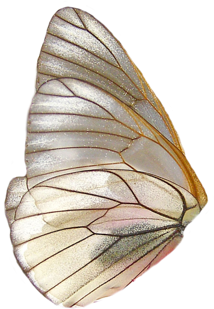 Transparent Winged Moth PNG