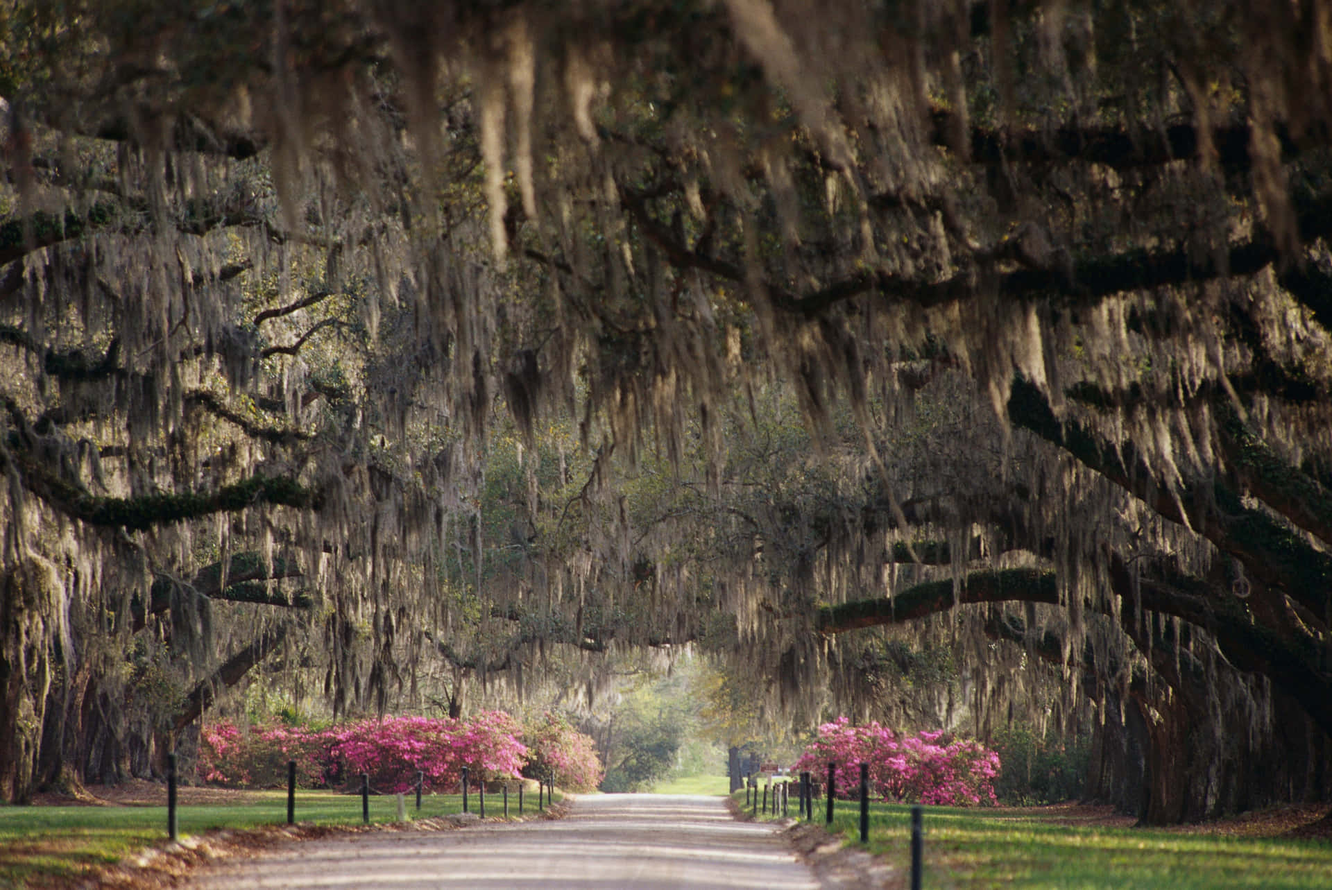 A Road Lined With Spanish Moss Trees Wallpaper