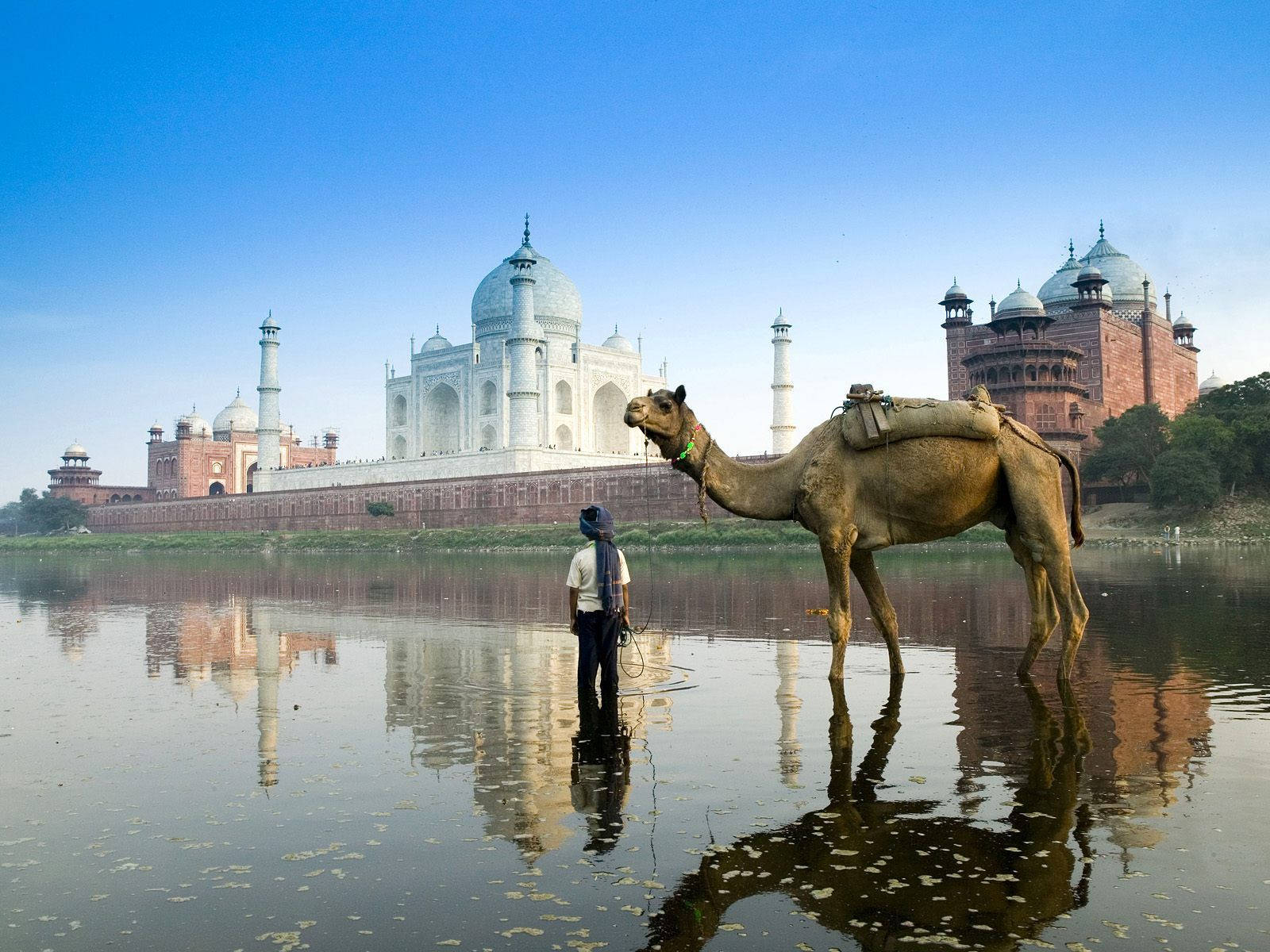 A Man Is Standing Next To A Camel In Front Of The Taj Mahal Wallpaper