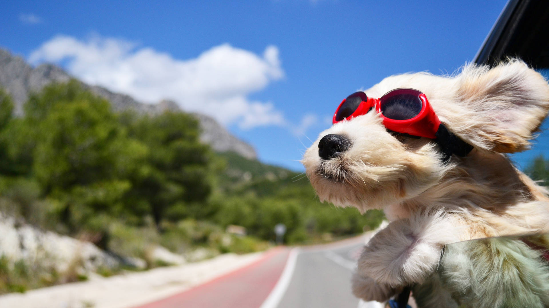 Traveling Baby Dog With Goggles Wallpaper