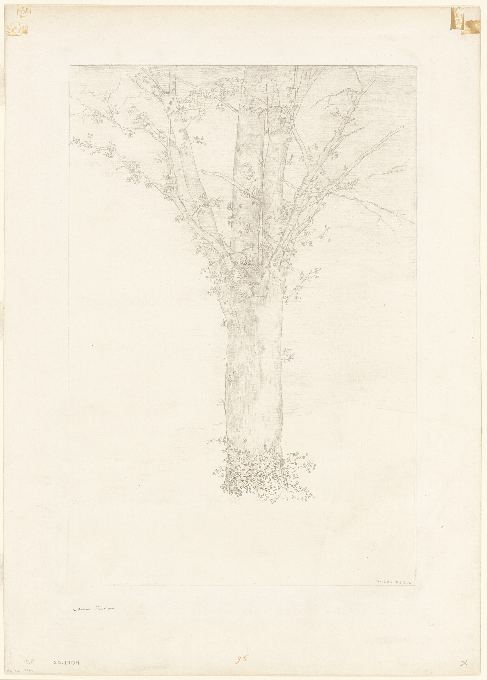 Tree Wallpaper