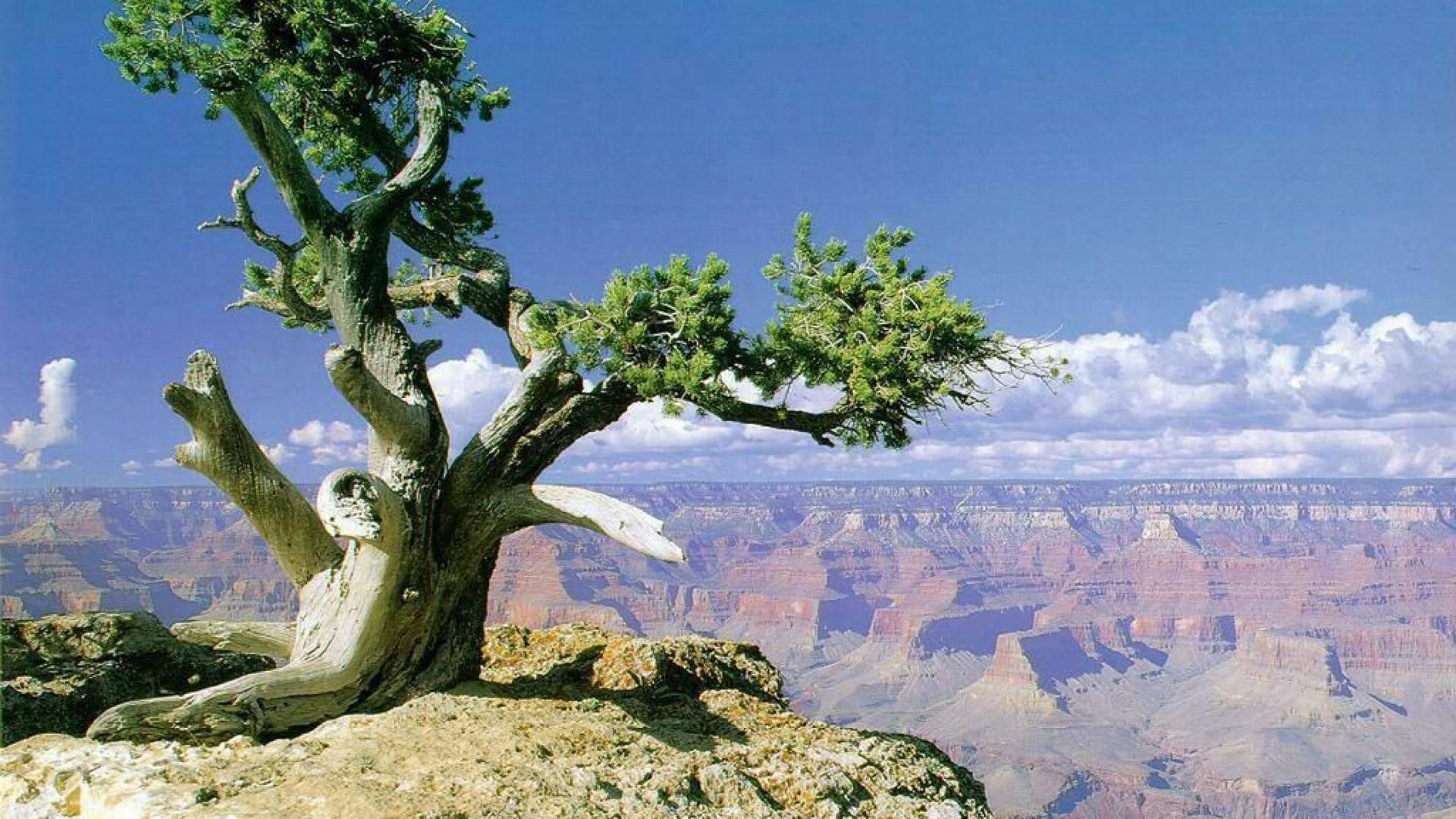 Trädvid Grand Canyon. Wallpaper