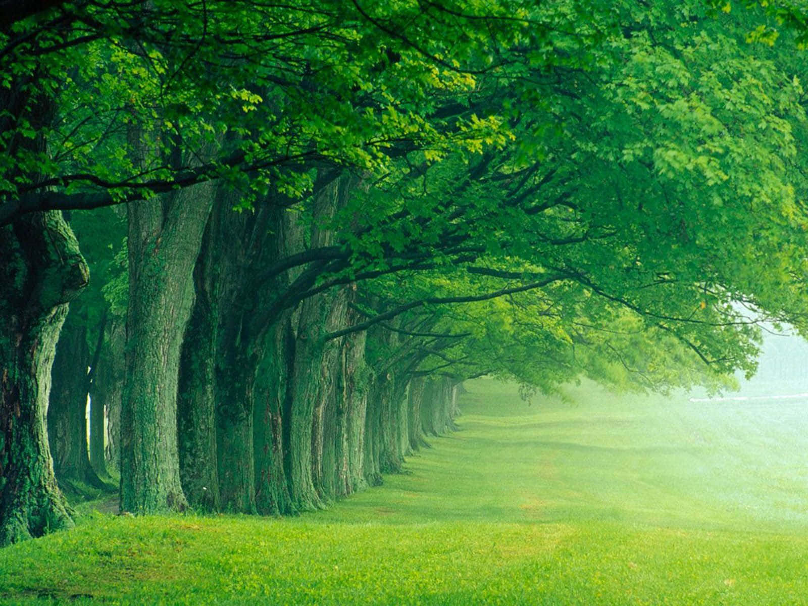 Unfrondoso Árbol Rodeado De Exuberante Vegetación Verde En Un Hermoso Entorno Al Aire Libre.