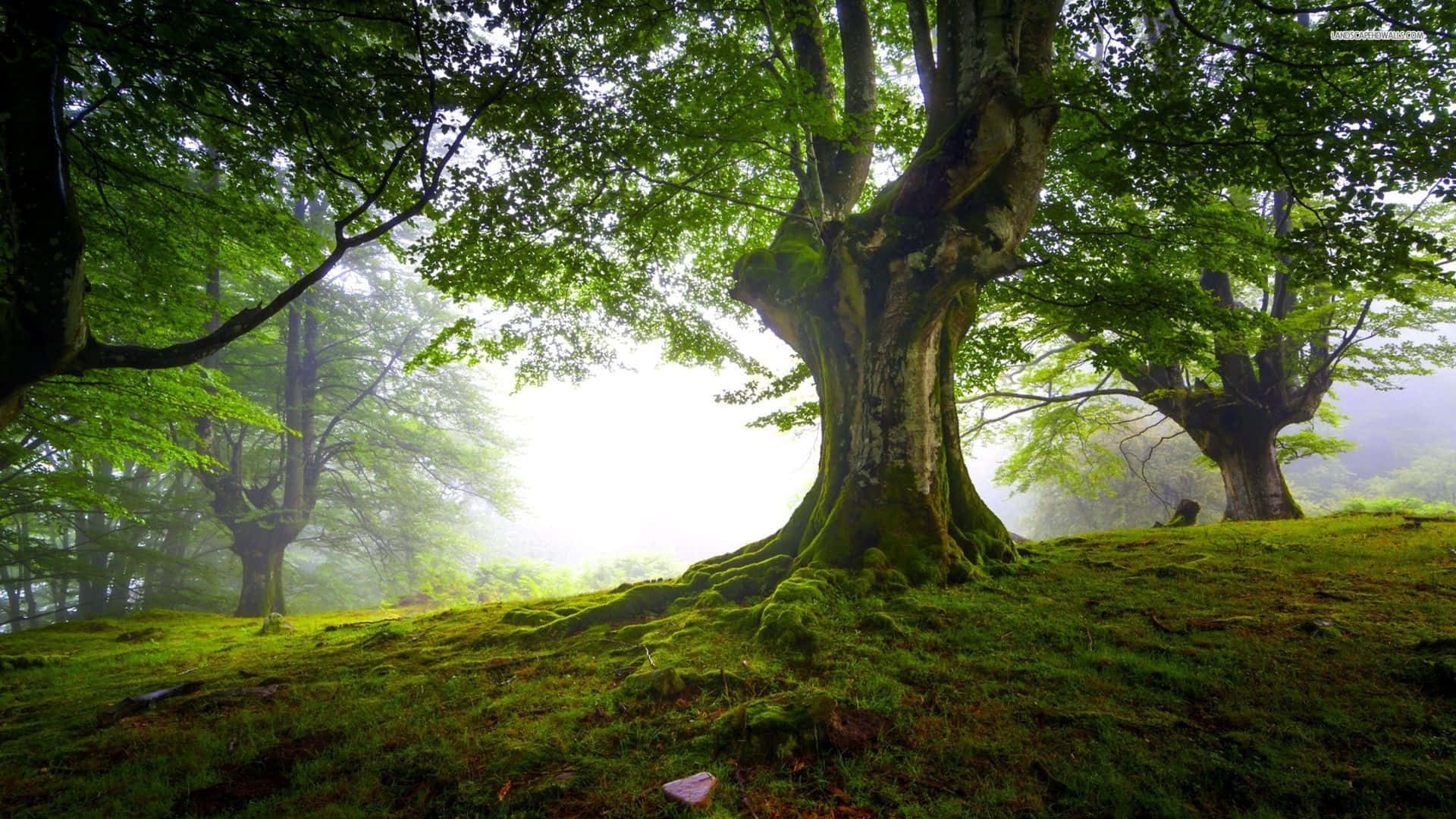 Enmajestätiskt Träd I En Rustik Naturlig Miljö.
