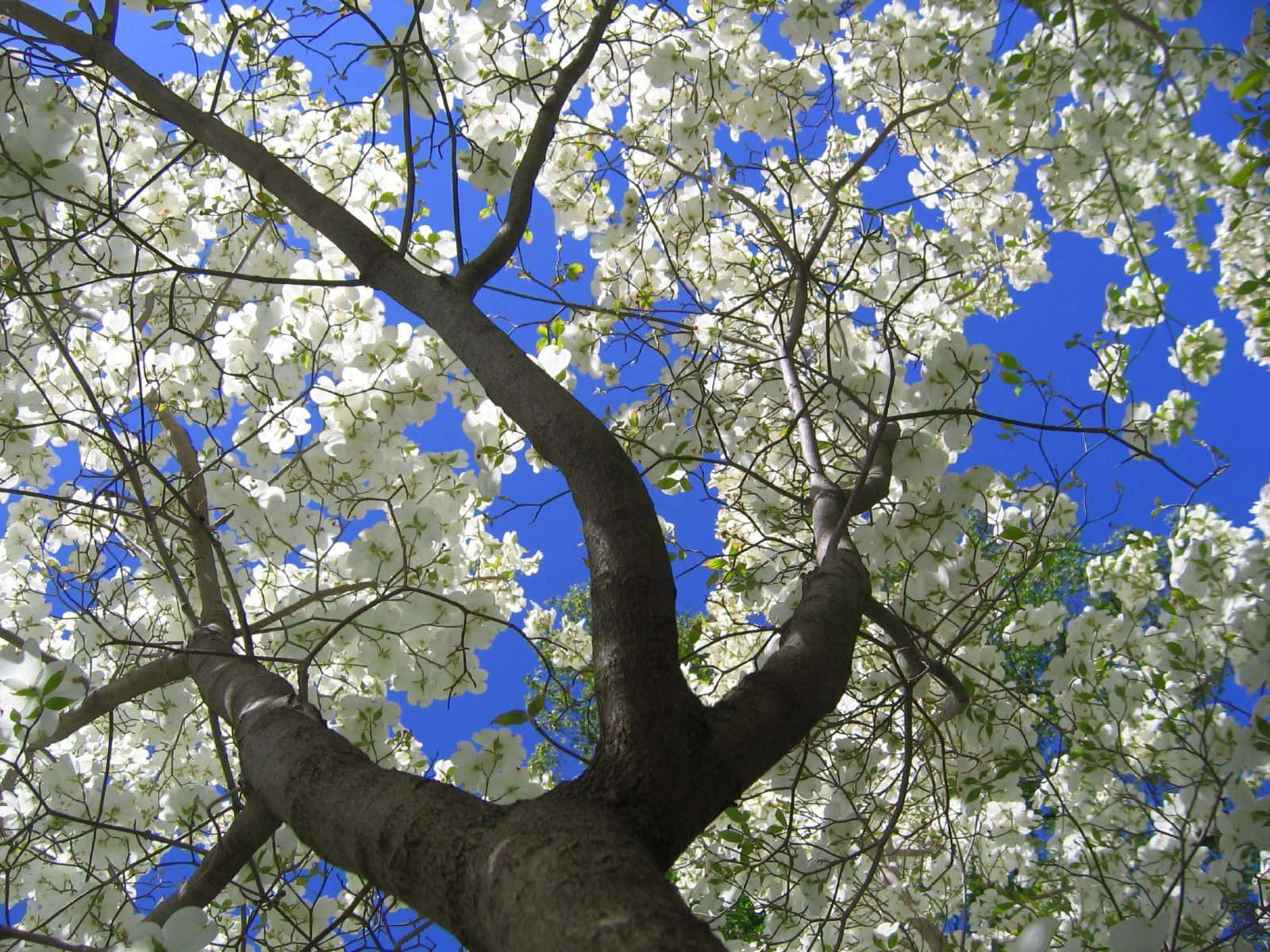 Etstort Træ Omgivet Af Frodigt Græs Og Blå Himmel.