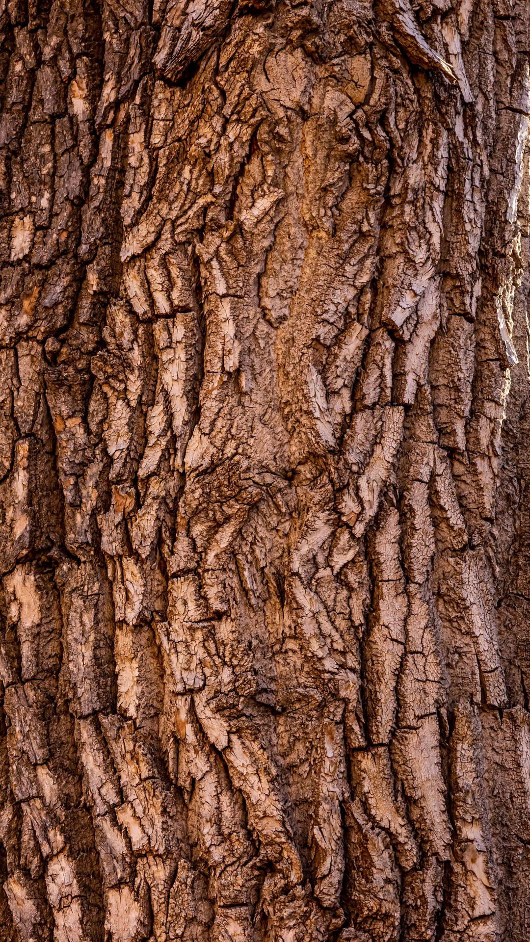 Tree Bark Brown Iphone Wallpaper