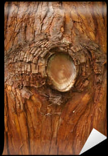Tree Bark Closeup Transparent Background.png PNG