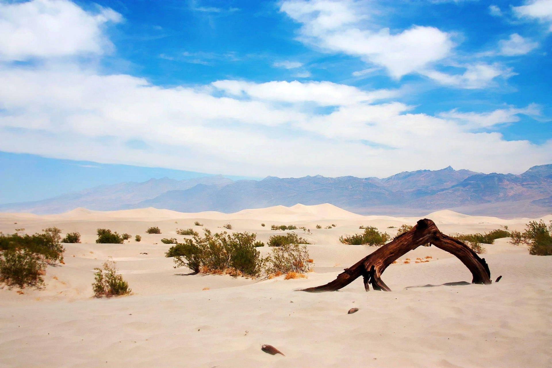 Cortecciad'albero Deserto Del Death Valley Sfondo