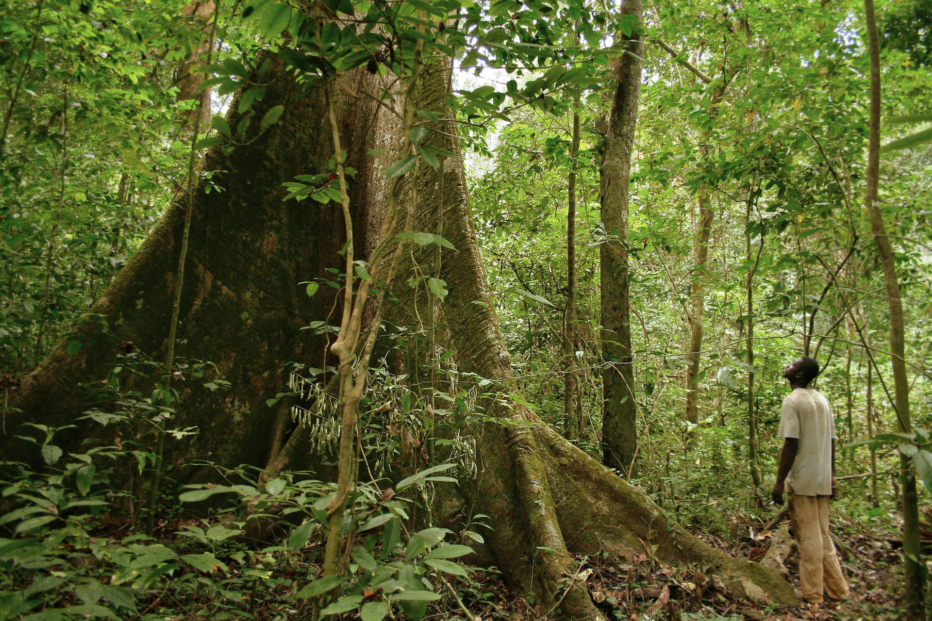 Træ Bark I Gabon Skov Wallpaper