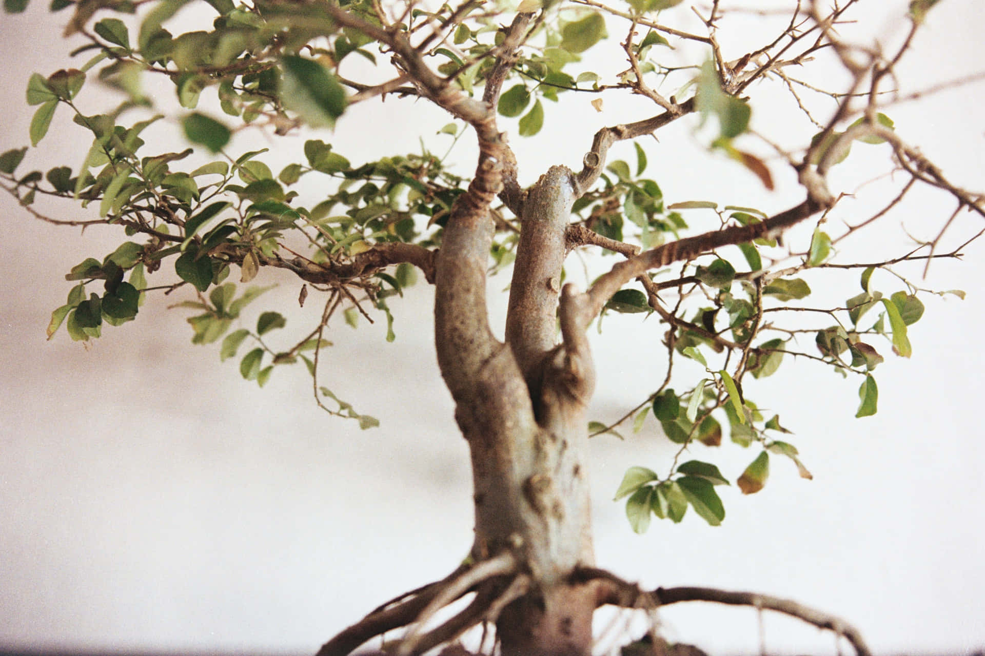 Bonsai Tree Branch Picture