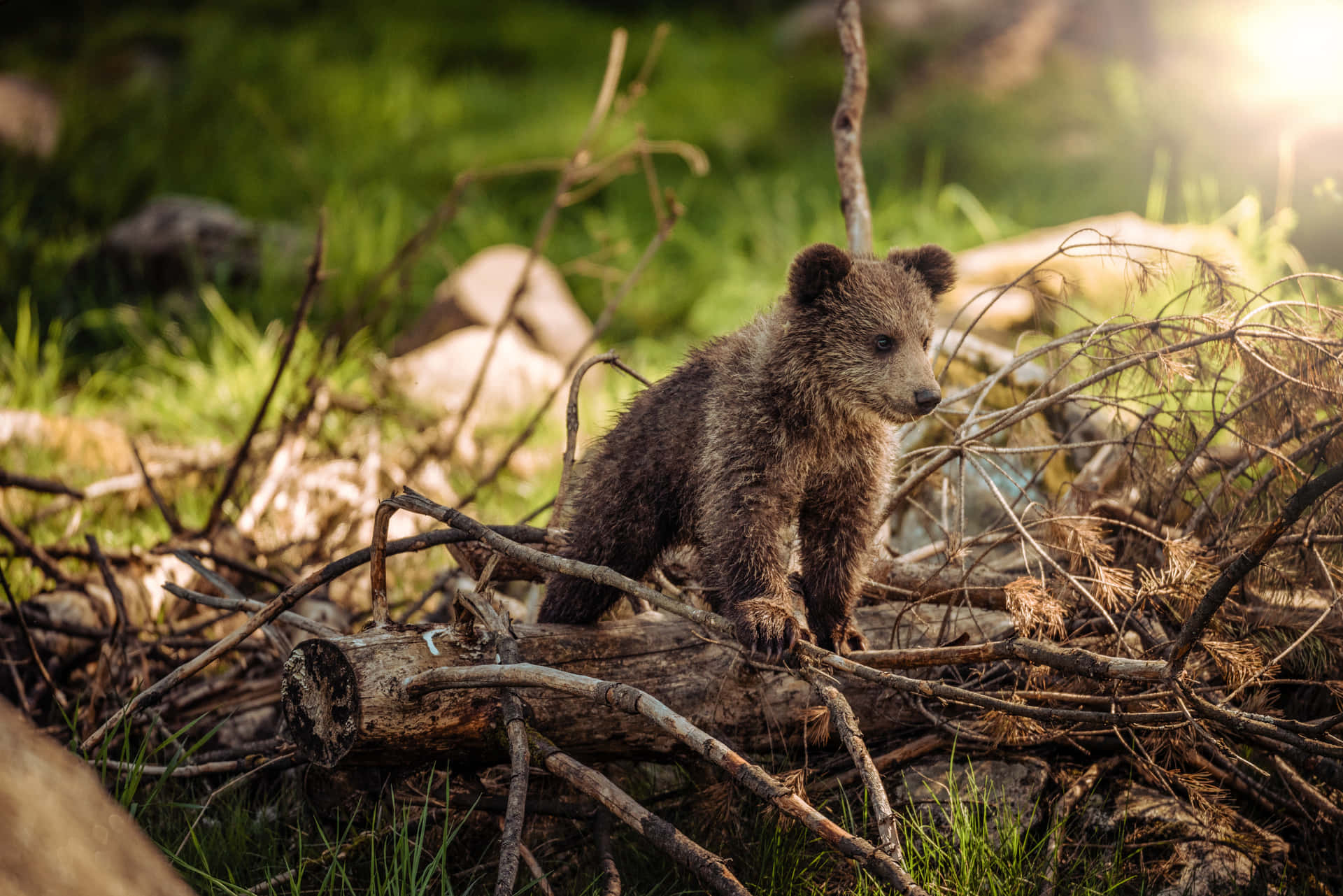 Baby Bear Tree Branch Picture