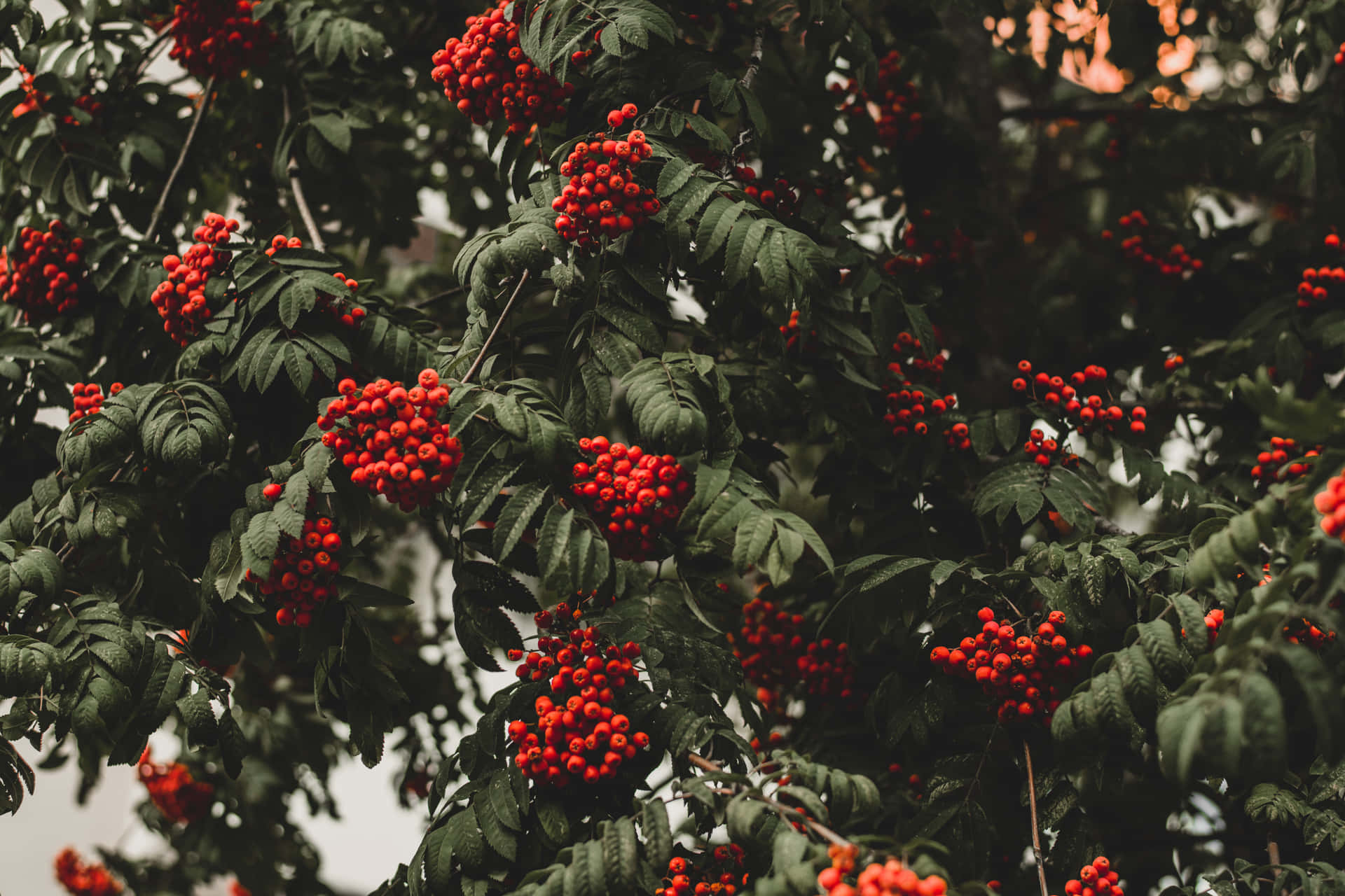 Red Berries Tree Branch Picture