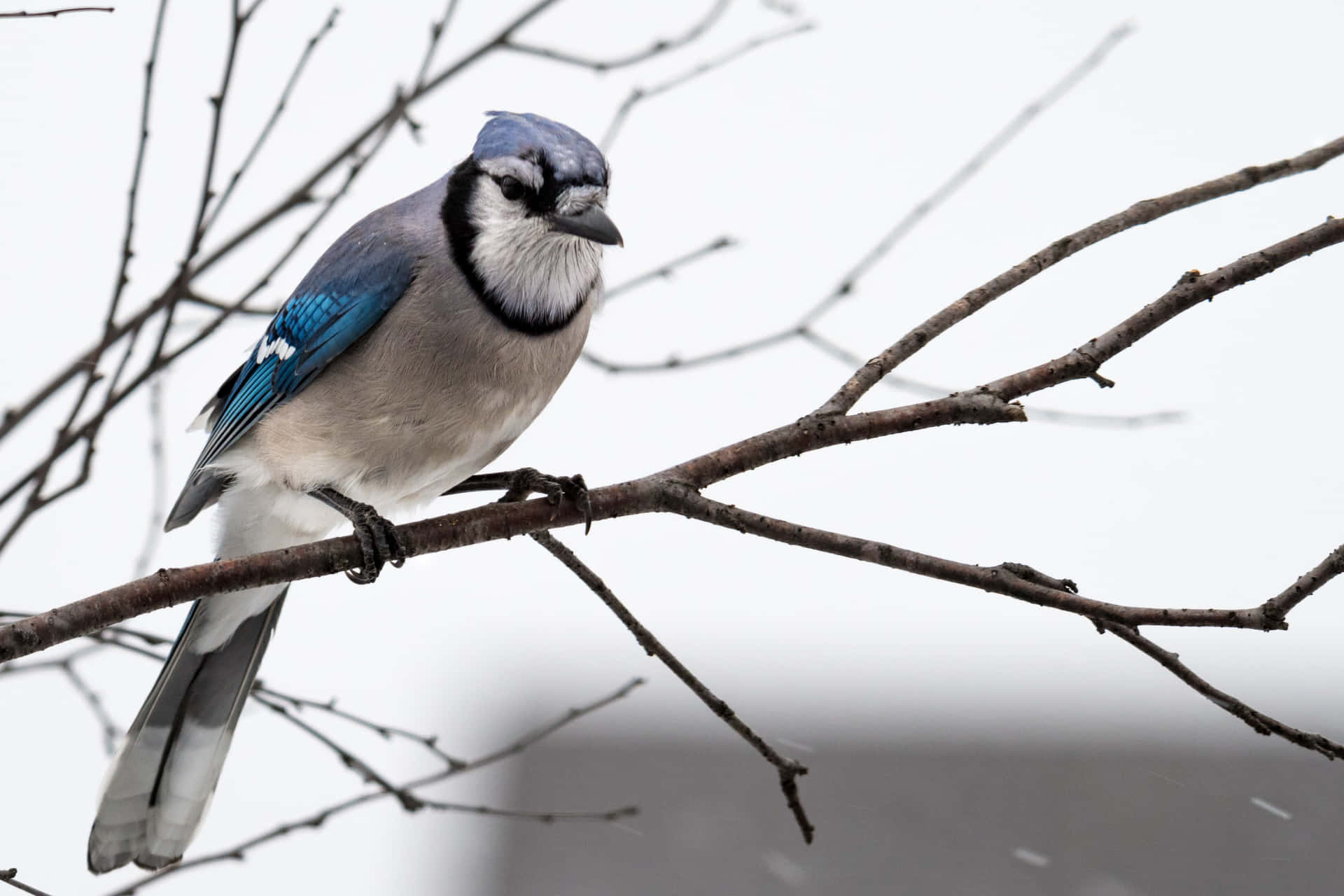 Immaginedi Un Uccello Azzurro Garrulo Su Un Ramo D'albero