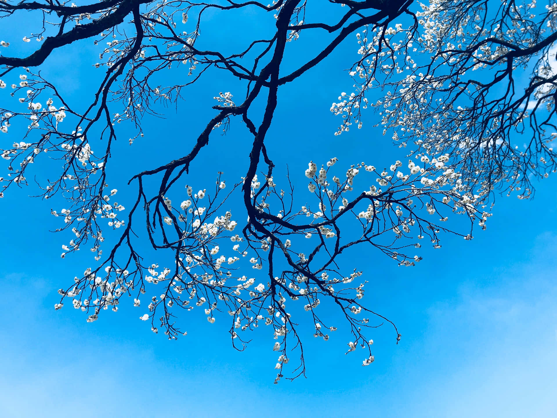 Aesthetic Blue Tree Branch Picture