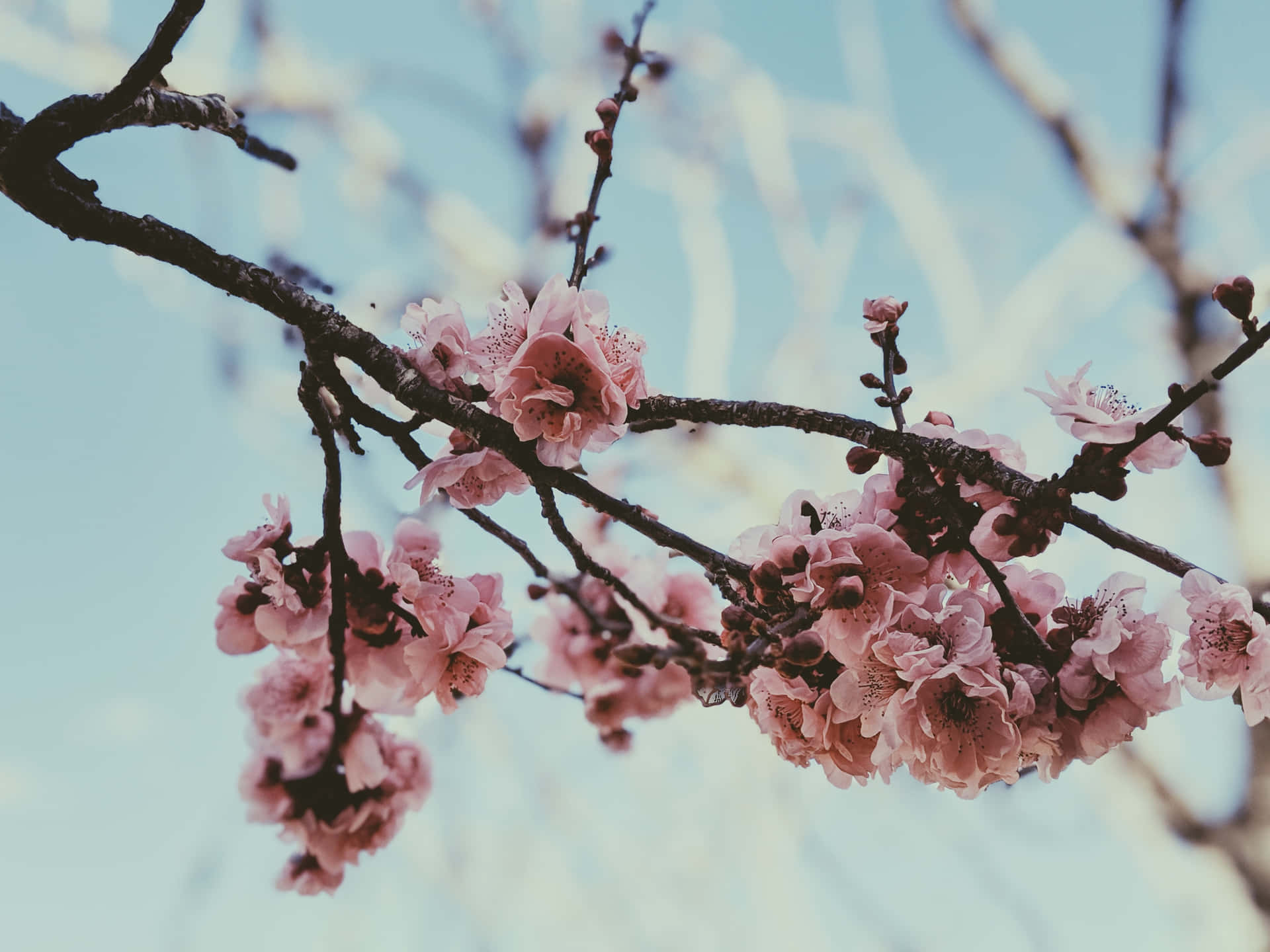Himalayan Cherry Blossom Tree Branch Picture