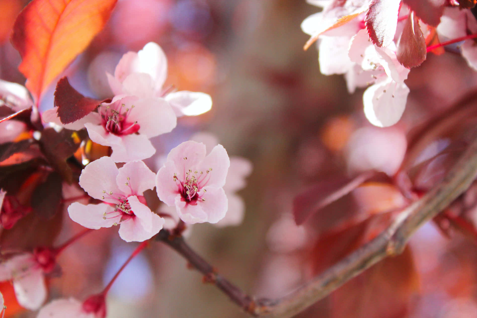 Cherry Blossom Flower Tree Branch Picture
