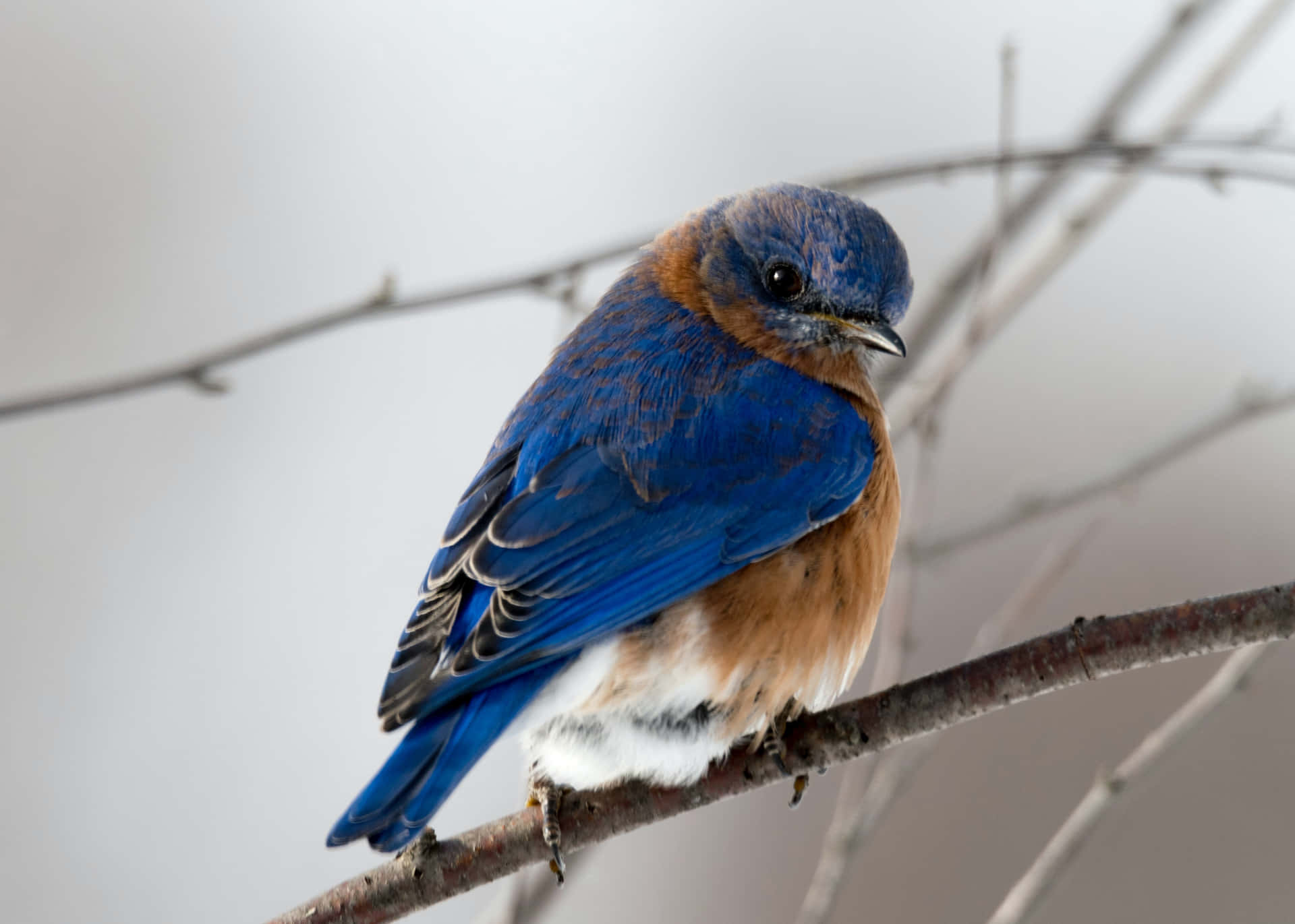 Immaginedi Un Uccello Blu Su Un Ramo D'albero
