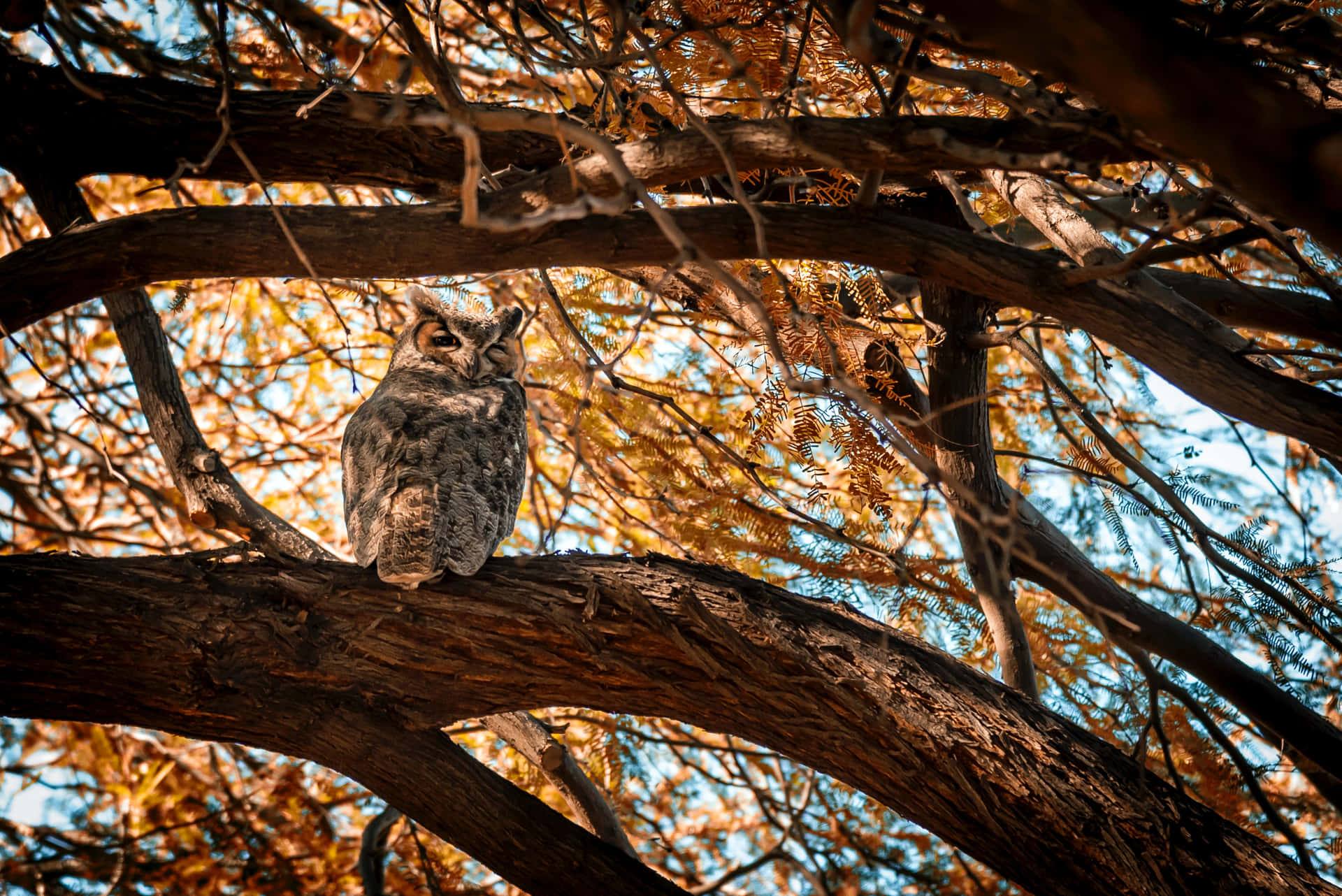 Owl Thick Tree Branch Picture
