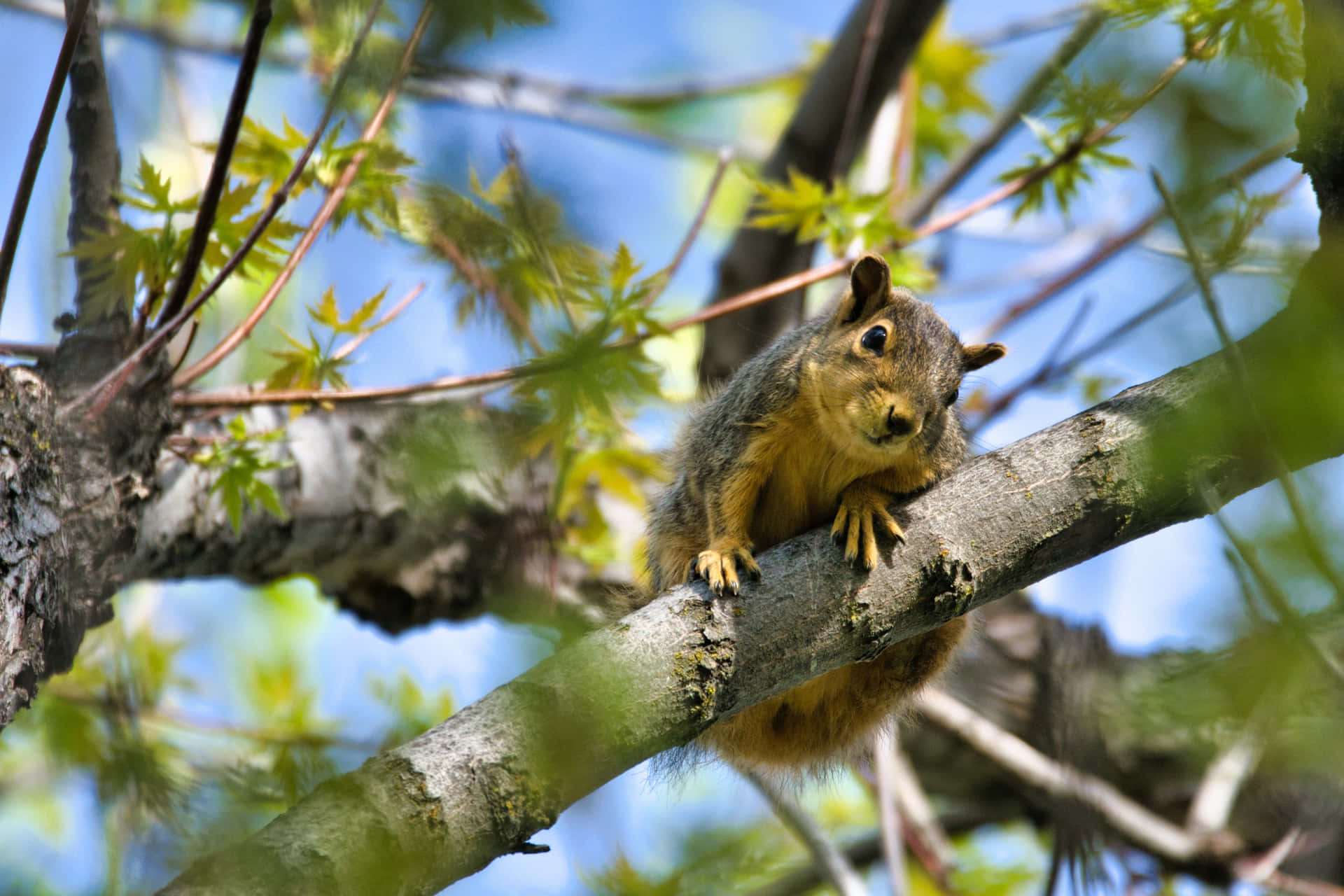 Squirrel Tree Branch Picture