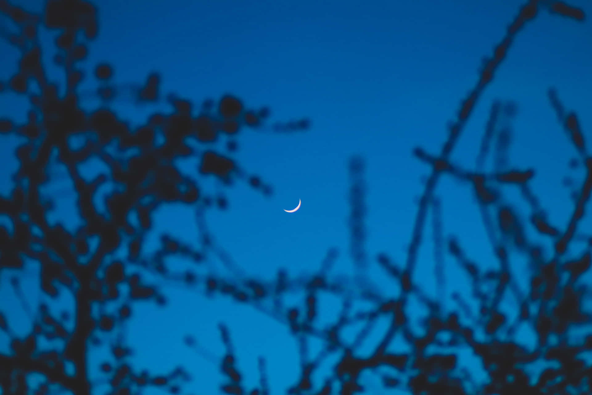 Imagende Una Rama De Árbol Lunar