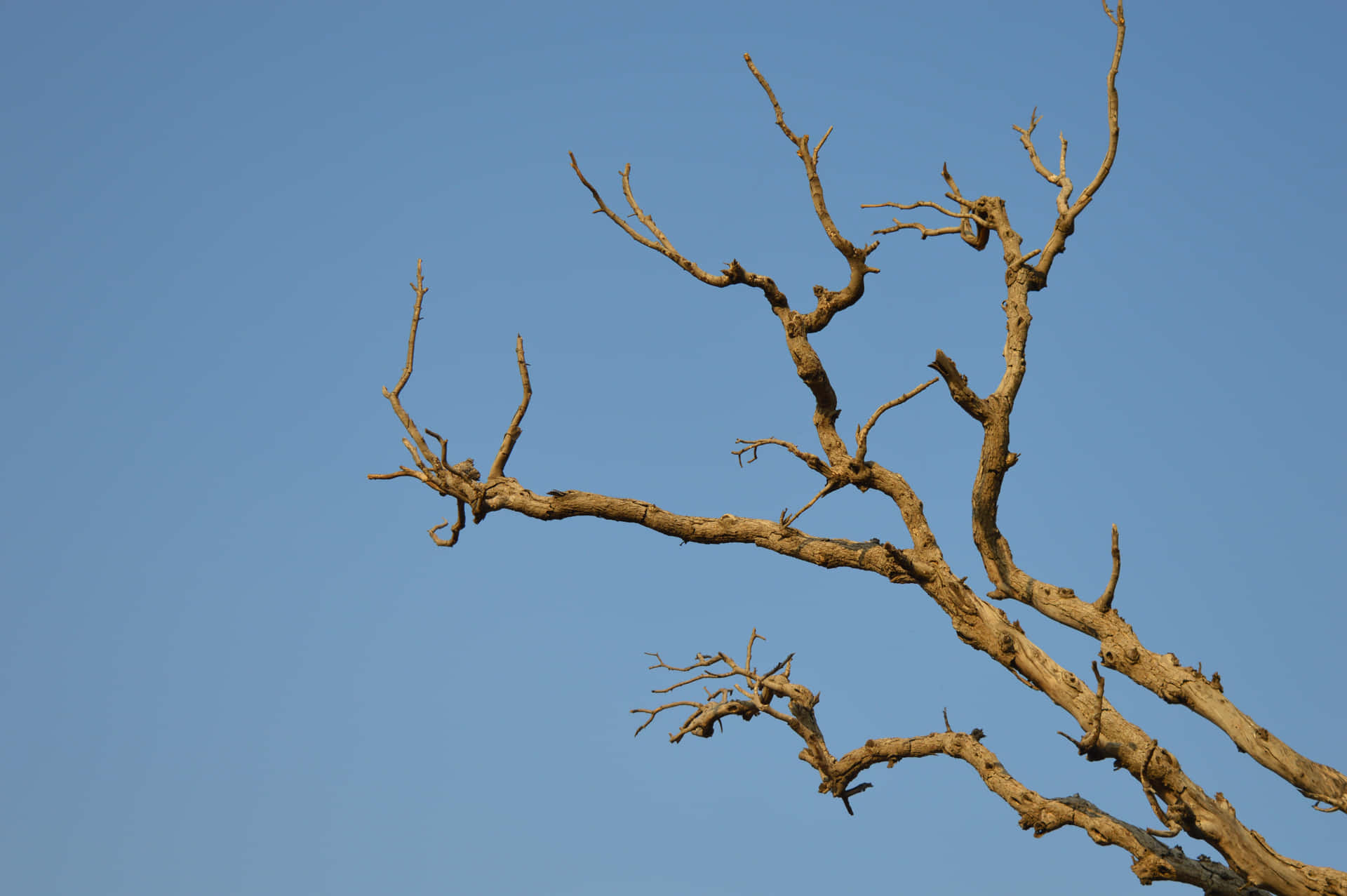 Dead Tree Branch Picture