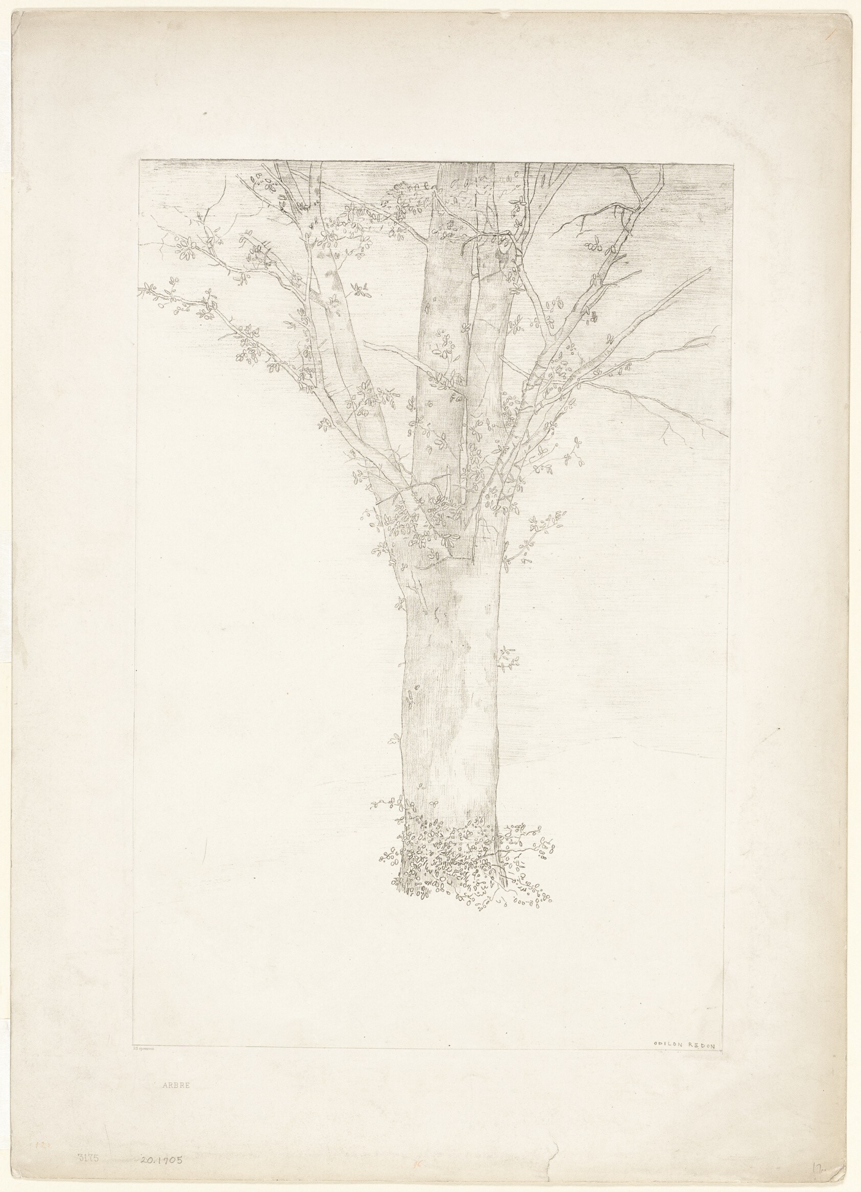 Tree Wallpaper