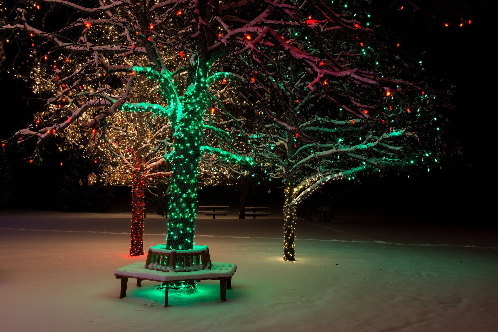 A Beautiful Tree Lit Up With Christmas Lights in A Snowy Park Wallpaper