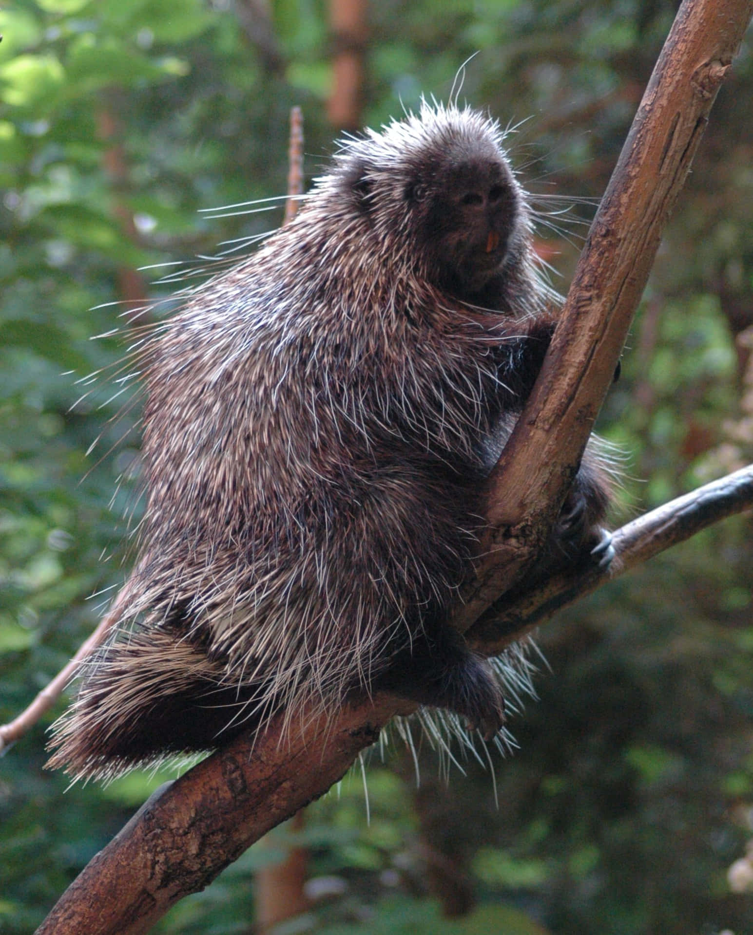 Tree Climbing Porcupine Wallpaper