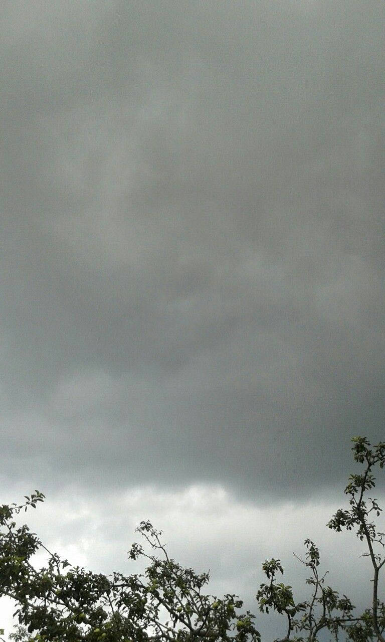 Tree Cloudy Sky Dark Grey Iphone Wallpaper