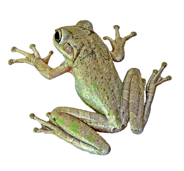 Tree Frog Black Background PNG