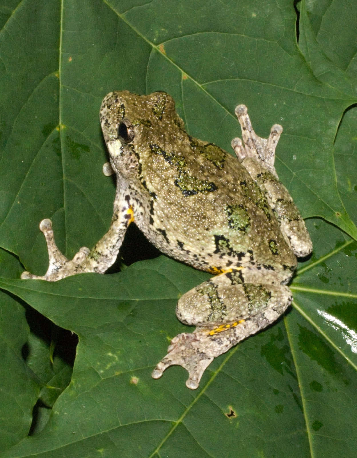 Tree Frog Camouflageon Leaf.jpg Wallpaper