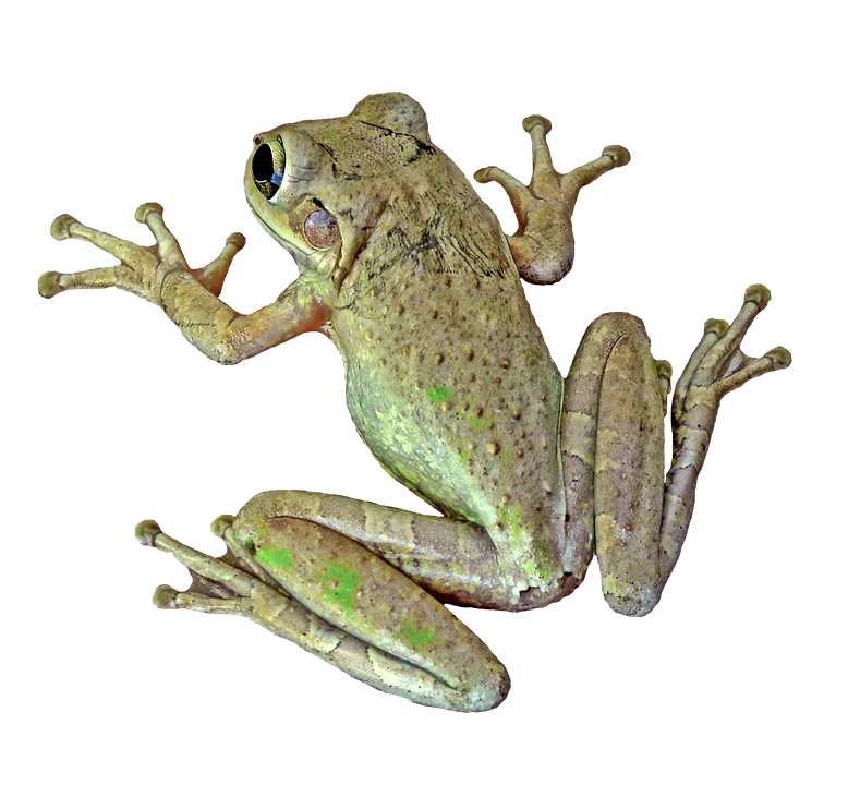 Tree Frog Isolatedon Gray Background.png PNG