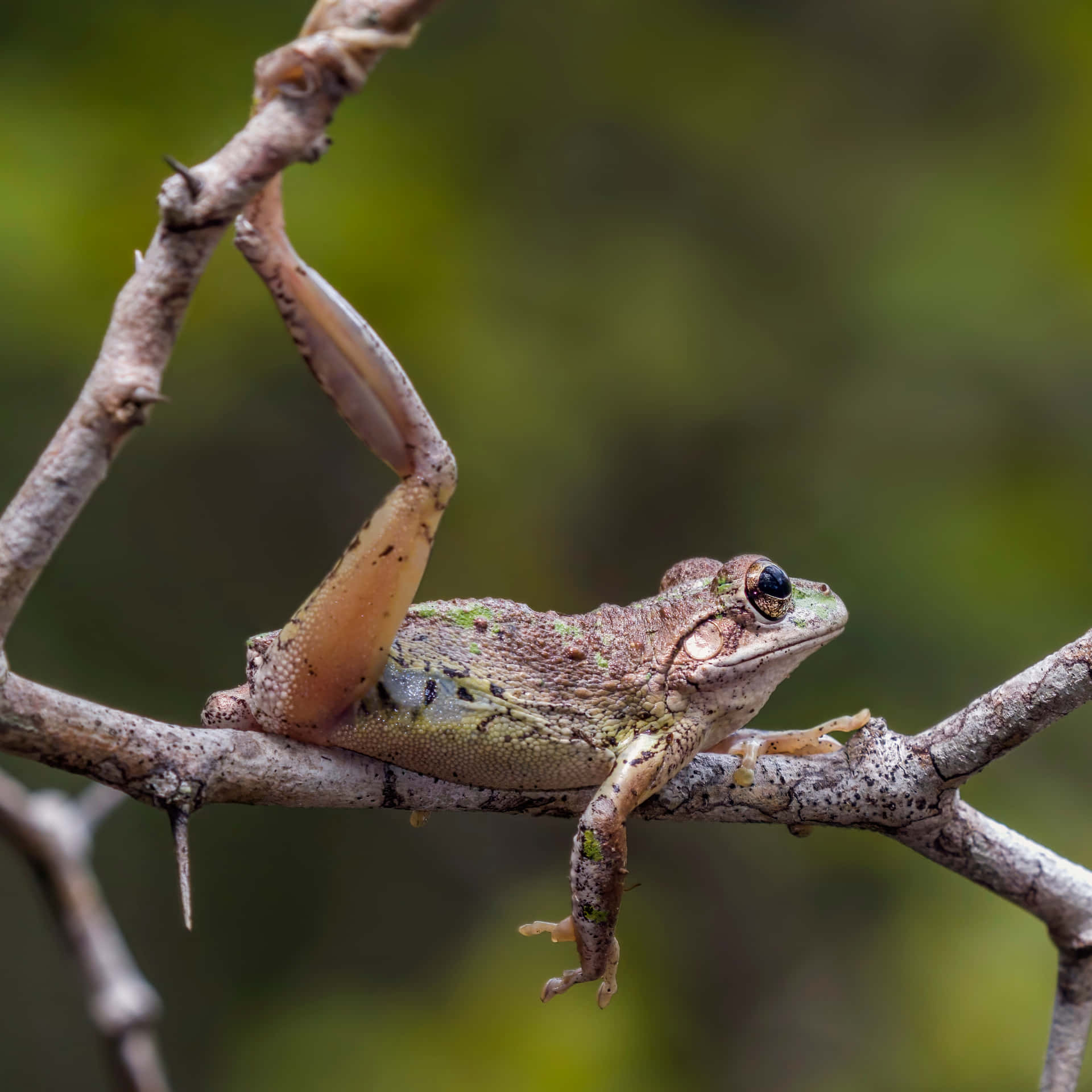 Tree Frog Perchedon Branch Wallpaper