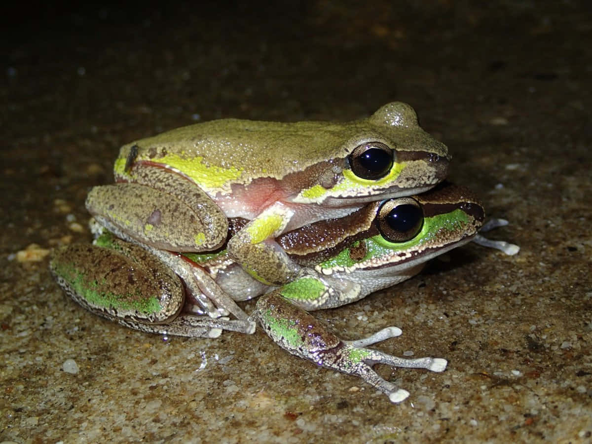 Tree Frogs Mating Wallpaper