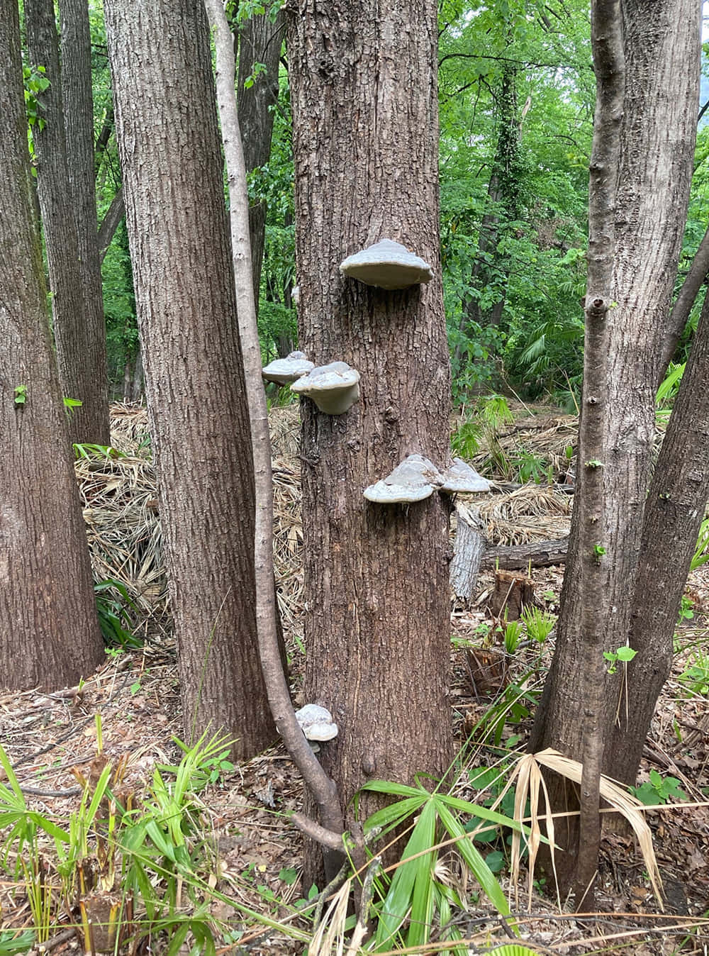 Cool Spotted Tree Fungus Picture