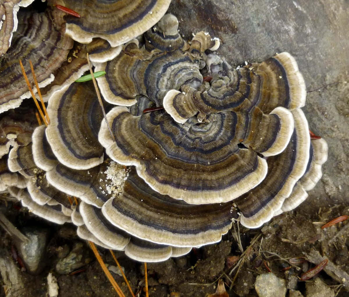 Cool Layers Tree Fungus Picture