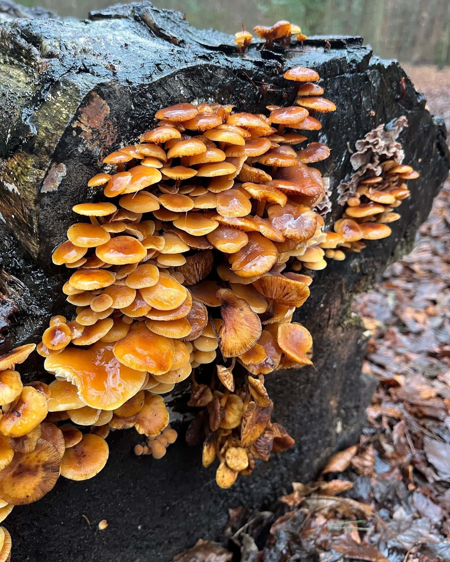 Yellow Collection Tree Fungus Picture