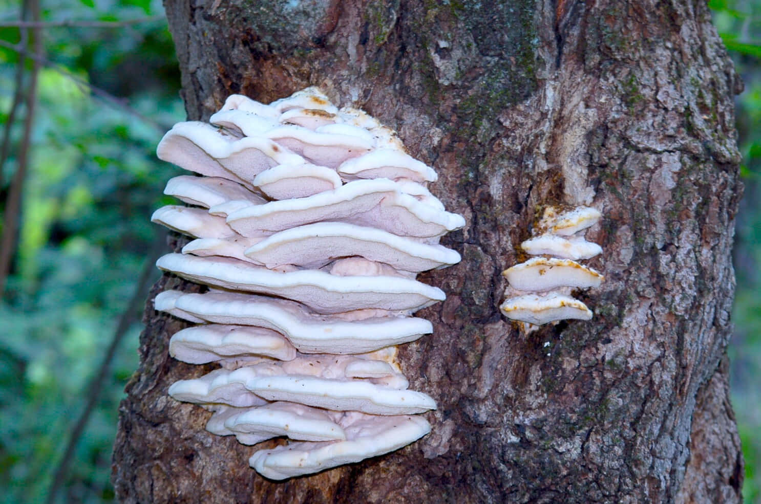 Clean White Tree Fungus Picture