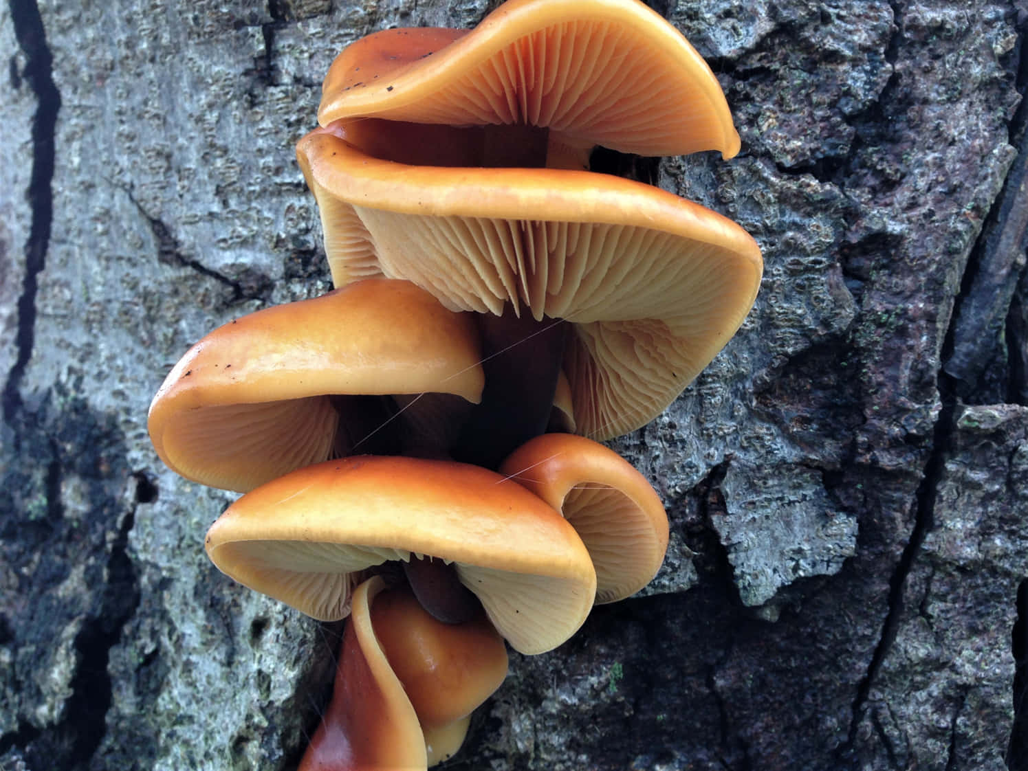 Pretty Smooth Tree Fungus Picture