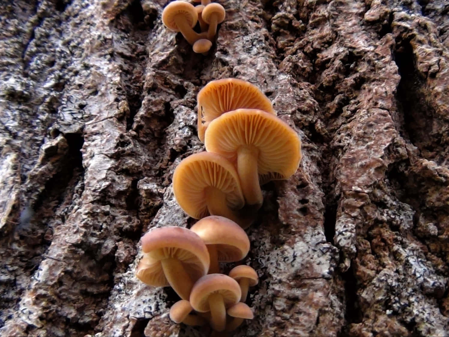 Little Accordion Tree Fungus Picture