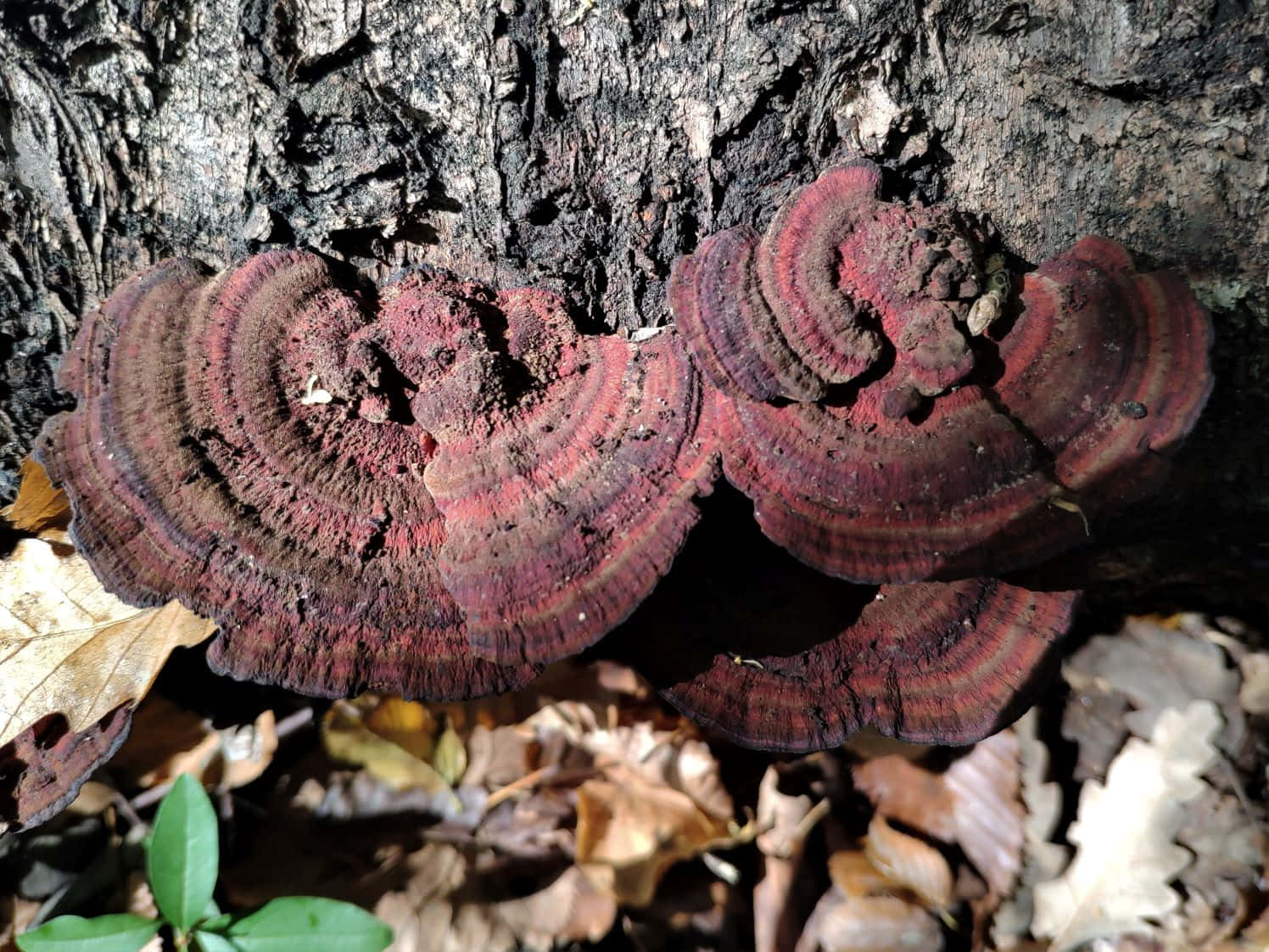 Dirty Maroon Tree Fungus Picture