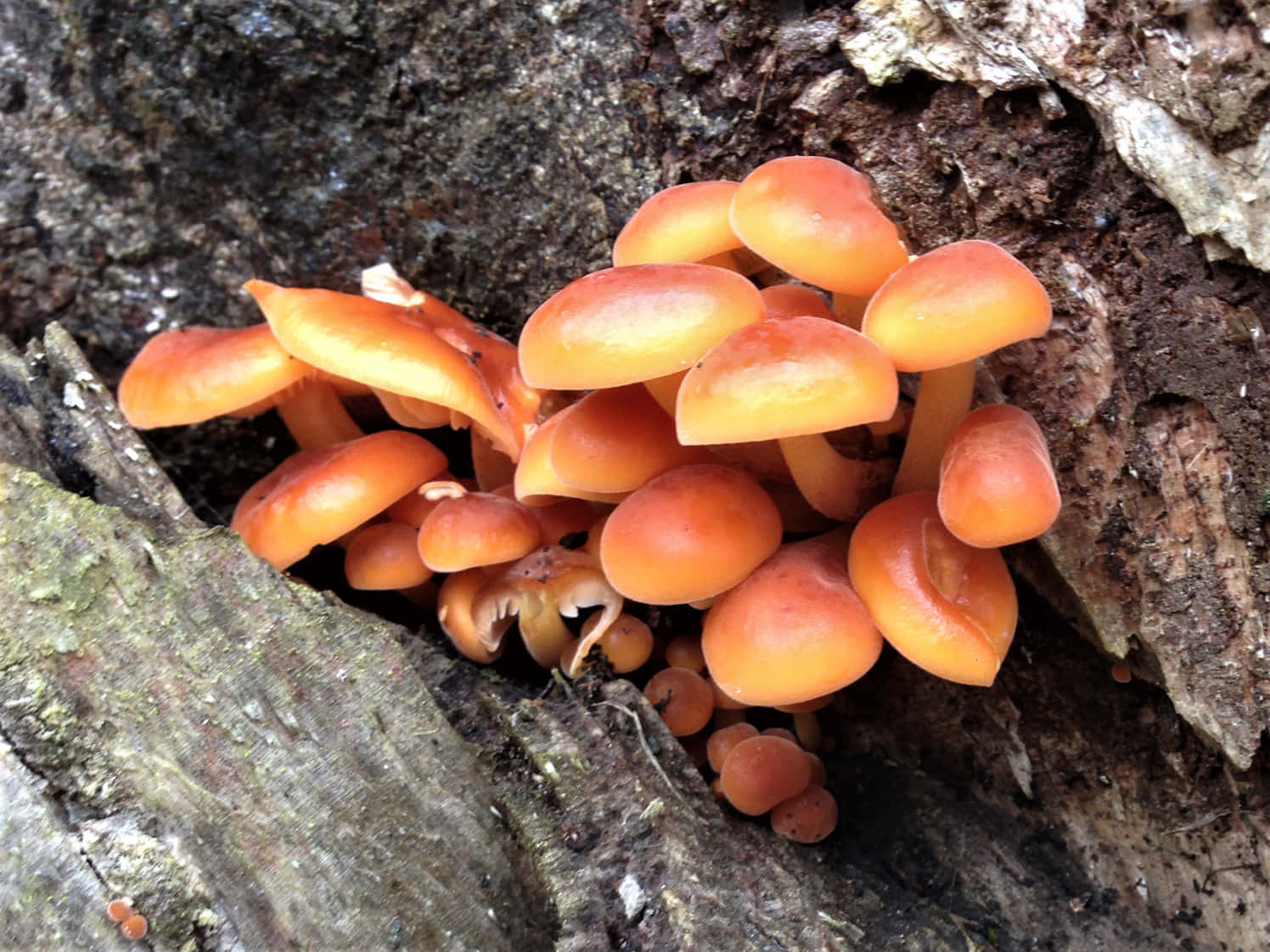 Lovely Thick Tree Fungus Picture